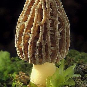 Yellow Morel