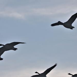 Canada Goose