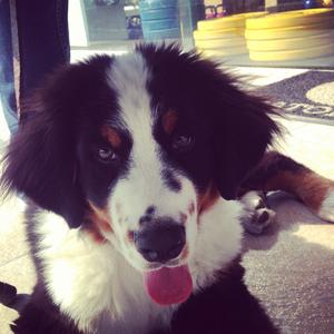 Bernese Mountain Dog