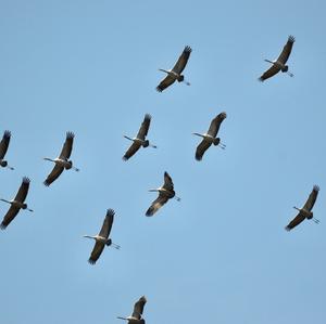 Common Crane