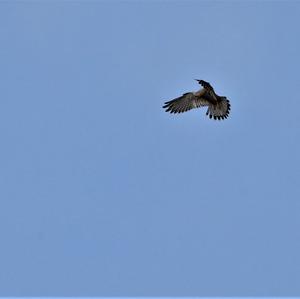 Common Kestrel