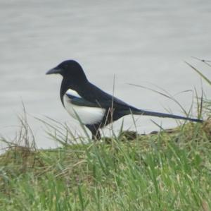 Black-billed Magpie