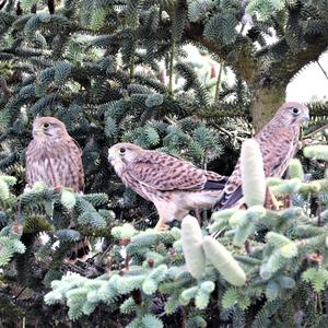 Common Kestrel