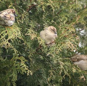 House Sparrow