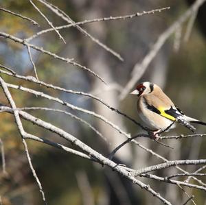 European Goldfinch