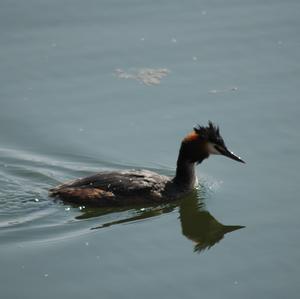 Great Crested Grebe