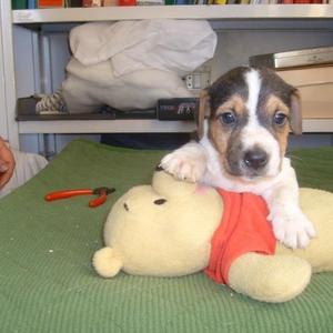 Jack Russell Terrier