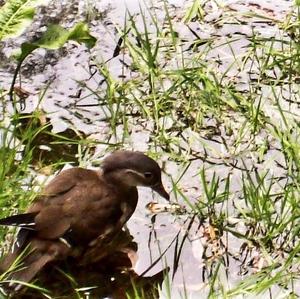 Mandarin Duck