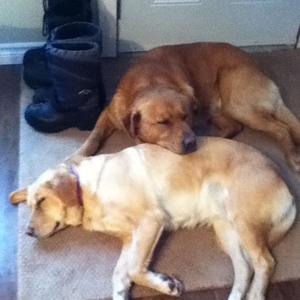 Unknown Breed