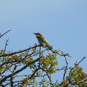 European Bee-eater