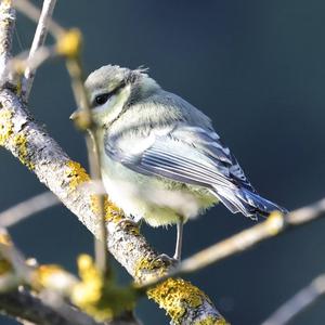 Blue Tit