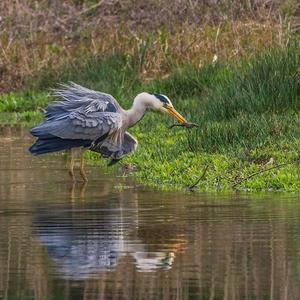 Grey Heron