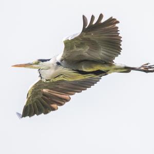 Grey Heron