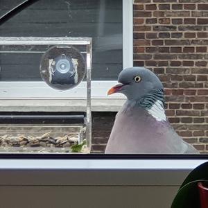 Common Wood-pigeon