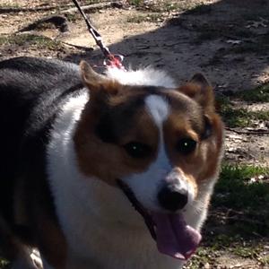 Welsh Corgi (Pembroke)