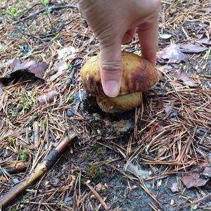 King Bolete