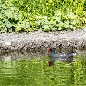 Common Moorhen