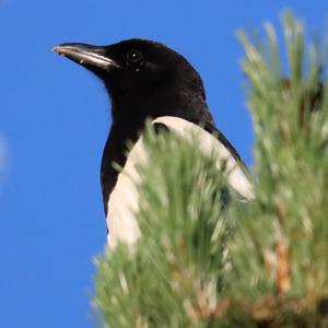 Black-billed Magpie