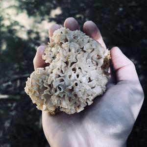 Eastern Cauliflower Mushroom