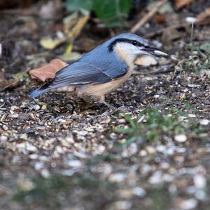 Wood Nuthatch