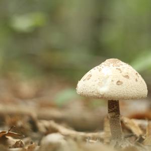 Parasol Mushroom