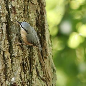 Wood Nuthatch