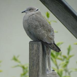 Eurasian Collared-dove