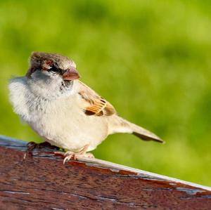 House Sparrow