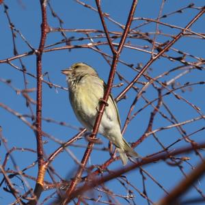 European Greenfinch