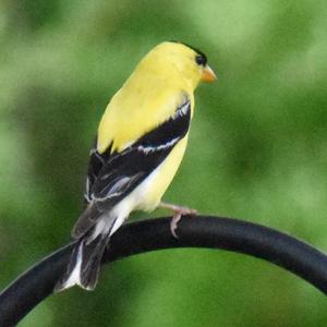 American Goldfinch