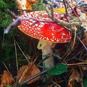 Fly Agaric