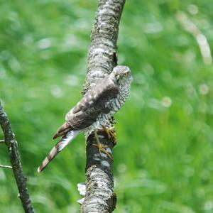 Eurasian Sparrowhawk