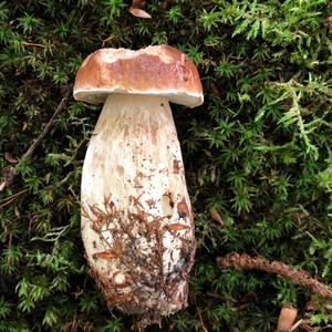 King Bolete