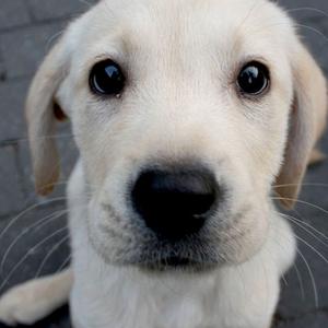 Retriever (Labrador)