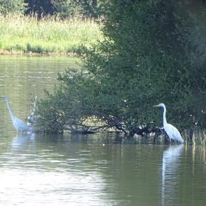 Great Egret