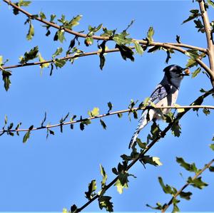 Blue Jay