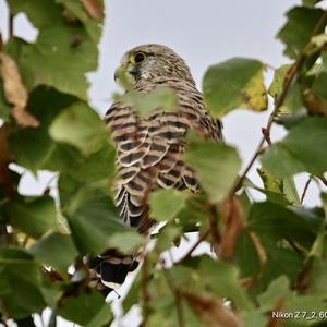 Common Kestrel