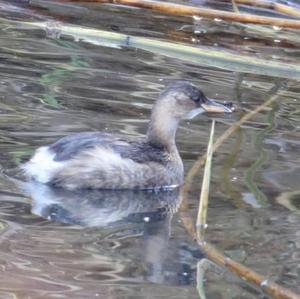 Little Grebe