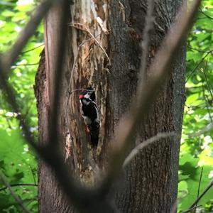 Great Spotted Woodpecker