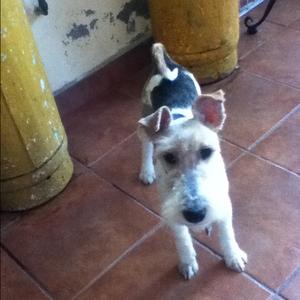 Unknown Breed