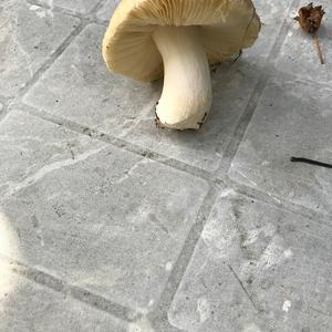 Unknown Species
