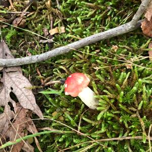 Emetic Russula