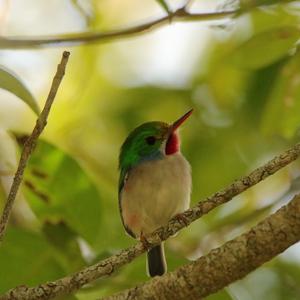 Cuban Tody