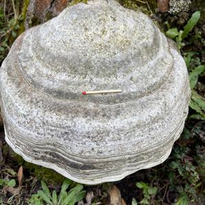 Tinder Polypore