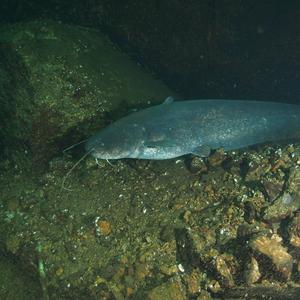 Wels catfish