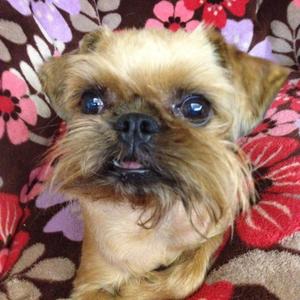 Brussels Griffon