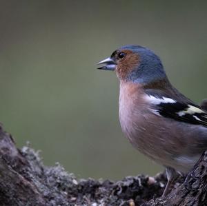 Eurasian Chaffinch