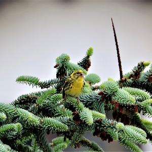 Eurasian Siskin