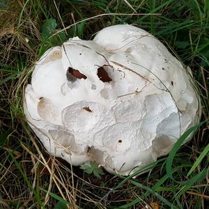 Giant Puffball