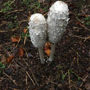 Shaggy Mane